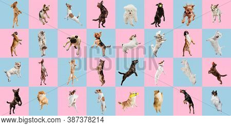 Jumping High. Stylish Adorable Dogs And Cats Posing. Cute Pets Happy. The Various Purebred Puppies A