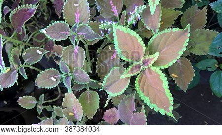 Coleus Plants Also Called Coleus Blumei Or Plectranthus Scutellarioides