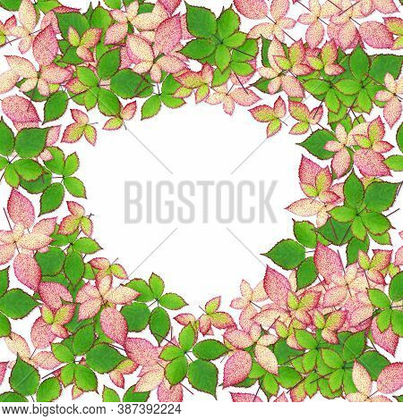 Leaves Of Blackberry Isolated On A White Background. Autumn Leaf Of Blackberry. Red Leaves. Seamless