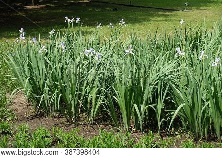 Scarce Light Violet Flowers Of Irises In Late Spring
