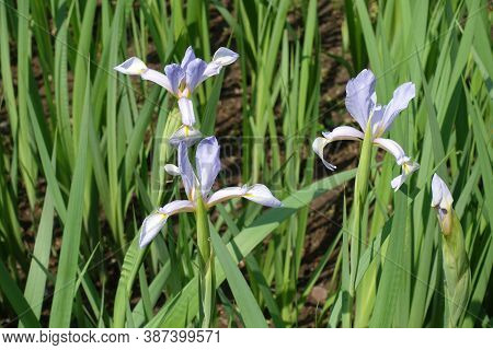Three Light Violet Flowers Of Irises In Late Spring