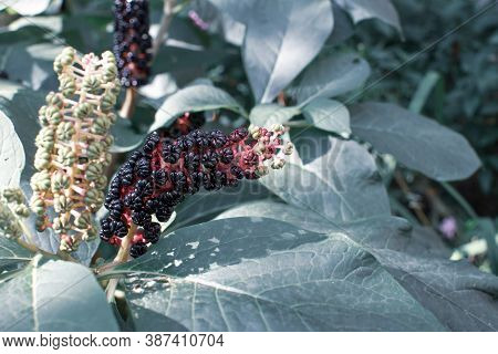 Unusual Beautiful Poisonous Plant American Lakonos Grows In The Garden