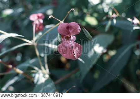 Beautiful Himalayan Balsam, Impatiens Glandulifera Blooming Flower Close Up Photo. Policeman Helmet 
