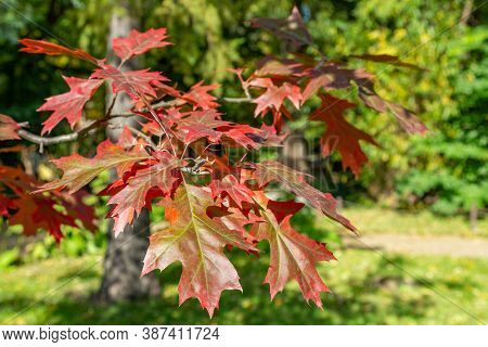 Branch With Red Leaves Of Autumn Maple