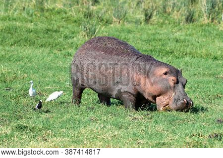 Hippo, Hippopotamus amphibius, grazing in the lush grass of Amboseli, Kenya. A cattle egret, Bubulcus ibis, blacksmith plover, Vanellus armatus and little egret, Egretta garzettacan are alongside