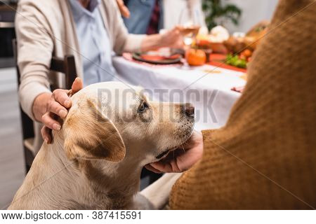 Partial Of Senior Couple Stroking Golden Retriever During Thanksgiving Dinner