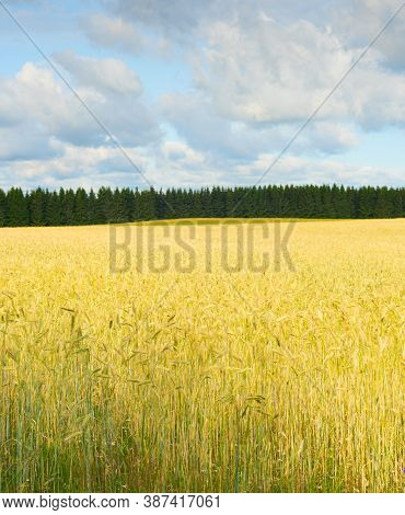 Landscape With Wheet Field Ready For Crop In The Morning Light. Estonia