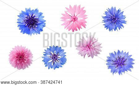 Blue And Pink Cornflowers Isolated On White