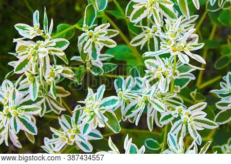 Euphorbia Marginata Snow On The Mountain , Also Known As Clouded On The Prairie, Variegated Spurge