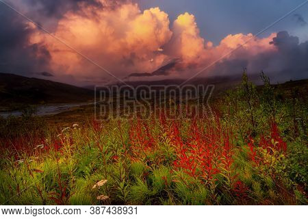 Beautiful View Of Wild Flowers, Trees And Mountains In Canadian Nature. Tomstone Territorial Park, Y