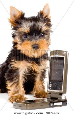 El cachorro con un teléfono móvil