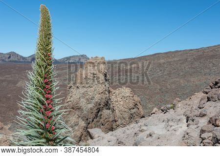 Bruise Of Wildpeeta. An Exotic Plant In The Foothills Of The Teide Volcano. Stock Photo. Blurry Back