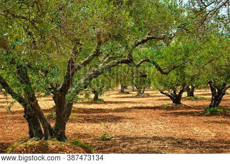 Olive trees (Olea europaea) grove in Crete, Greece for olive oil production. Horizontal camera pan