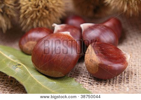 close up on chestnut