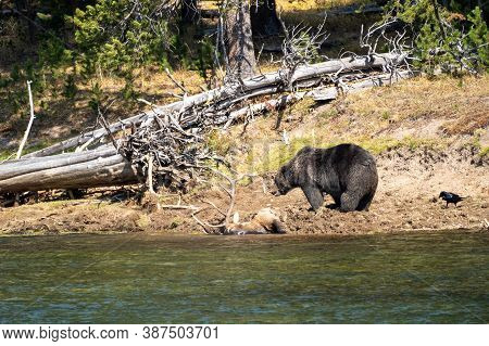 Grizzly Bear With His Buried Bull Elk Carcass He Caught Along The Yellowstone River. Ravens Watch, I