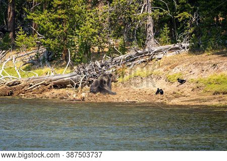 Grizzly Bear Sits On A Buried Bull Elk Carcass He Caught Along The Yellowstone River. Ravens Watch, 