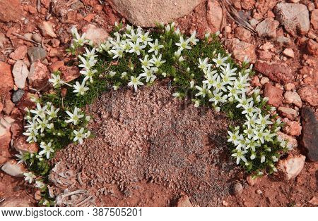 Hooker Sandwort (arenaria Hookeri) White Wildflowers In Bighorn Canyon National Recreation Area, Wyo
