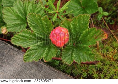 Cloudberry (rubus Chamaemorus) Ripening Along Granite Tors Trail At Chena River State Recreation Are