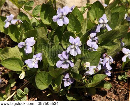 Blue Violet (viola Adunca) Purple Wildflowers In Beartooth Mountains, Montana