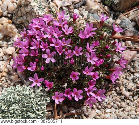 Mountain Douglasia (douglasia Montana) Pink Wildflowers In Beartooth Mountains, Montana