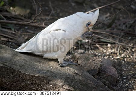 The Little Corella Is White Bird With The Blue Around Its Eyes