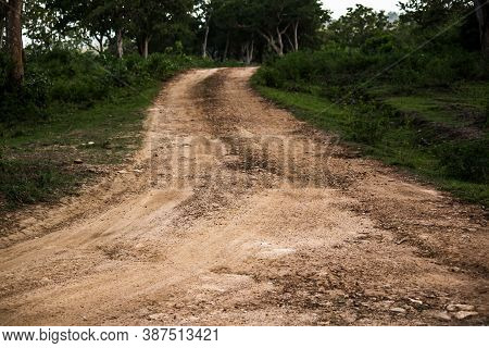 Selective Focus Of A Sand Trail Going Into A Forest Woods In India