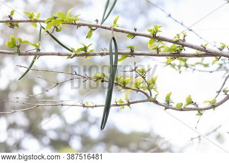 Sheath Or Fruits Of Arctic Snow, Milky Way, Snowflake, Sweet Indrajao, Winter Cherry Tree, Coral Swi