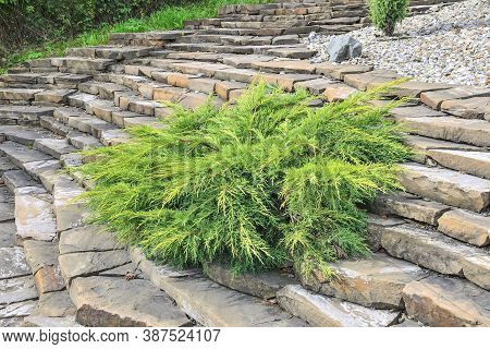 Juniper Medium Gold Kissen - Ornamental Dwarf Conifer For Landscaping. Evergreen Coniferous Plant Ju