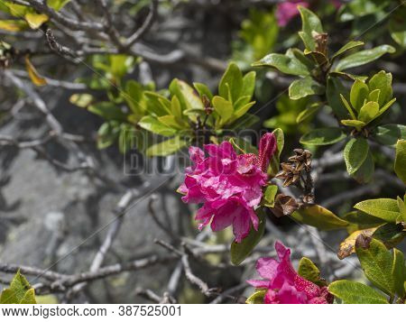 Close Up Of Pink Blooming Alpenrose, Rhododendron Ferrugineum, Snow-rose Or Rusty-leaved Alpenrose B