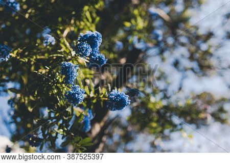 Close-up Of Ceanothus Blue Pacific Tree Outdoor In Sunny Backyard