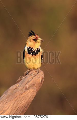 The Crested Barbet (trachyphonus Vaillantii) Sitting On A Dry Branch. A Colorful Mighty Songbird Wit