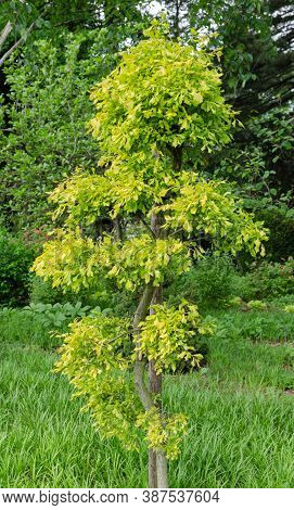 Ulmus Minor 