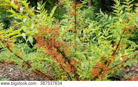 Japanese Redoul Coriaria Japonica In Summer In The Botany In Poland.