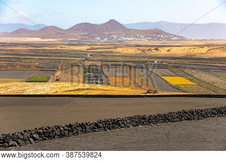 Dry Volcanic Ccultivated Fields Lanzarote Island Spain.