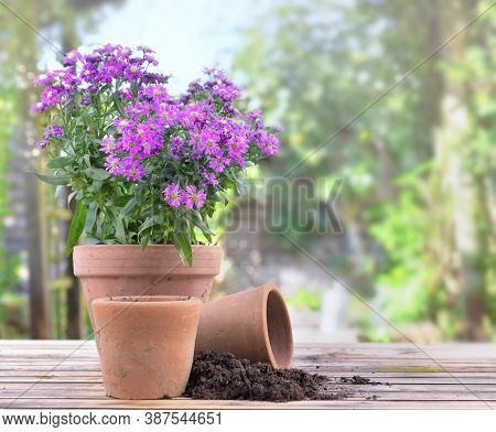 Aster Flowers Blomming In A Flower Pot On A Table In Garden