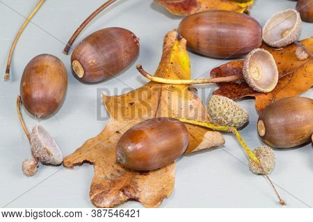 Acorns, Dead Leaves And Cupules After Harvesting In A Forest During Autumn