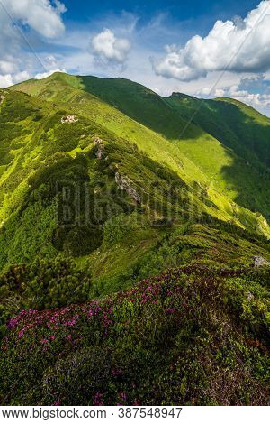 Pink Rose Rhododendron Flowers On Summer Mountain Slope. Marmaros Pip Ivan Mountain, Carpathian, Ukr