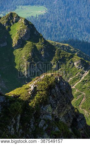 Summer Mountain Rocky Ridge, Rhododendron Flowers And Dwarf Alpine Pine Bushes. Marmaros Pip Ivan Mo