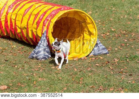 Dog Is Running Through Agility Tunnel In The Autumn Park.