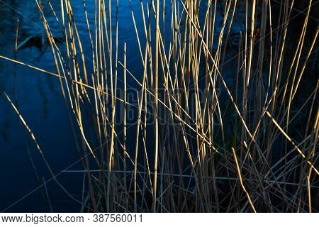 Dry Yellow Thin Reed Image & Photo (Free Trial) | Bigstock