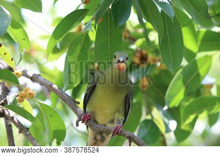 Emerald Dove Holding On Branch Bird Green Color In Nature Background Animal Wildlife In Borneo Fores