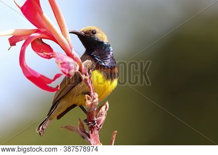 Sunbird Colorful Animal Wildlife Holding On Brand Flower Beautiful And Happiness In Natare Bird Watc