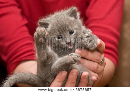 새끼 고양이