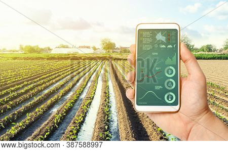 Farmer's Holds A Smartphone On A Background Of A Farm Field Plantation. Scientific Research. Agroind