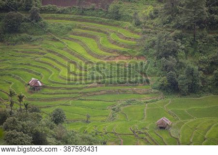 Rice Field On Hill  At Tropicana Country