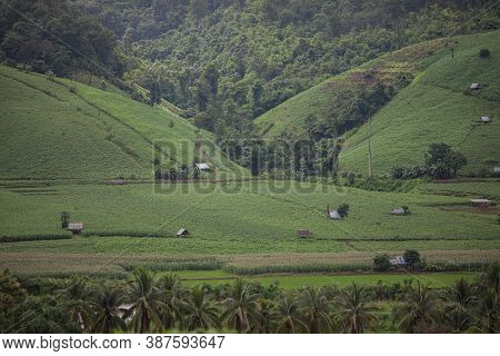 Rice Field On Hill  At Tropicana Country