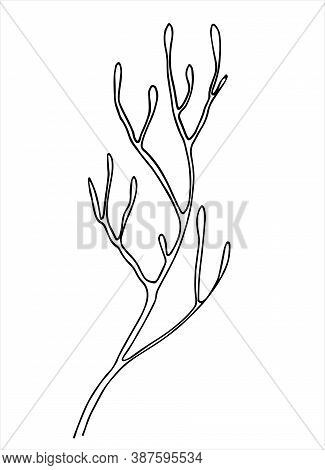 Moss Branch Line Art. Hand Drawn Vector Illustration For Decoration Purposes. Isolated On White