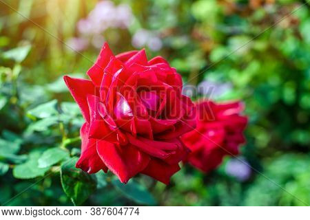 Red Rose Blooms In Summer In The City Park