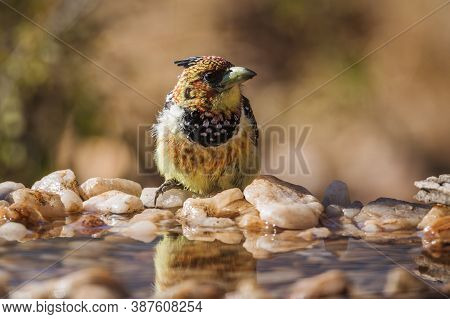 Crested Barbet Standing In Waterhole In Kruger National Park, South Africa ; Specie Trachyphonus Vai