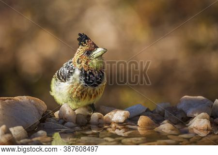 Crested Barbet Standing At Waterhole In Kruger National Park, South Africa ; Specie Trachyphonus Vai